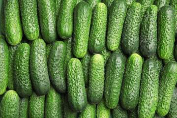 Ripe fresh cucumbers as background