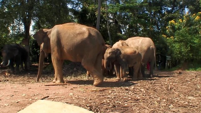 Elephants Frolicking, Pinnewala Sri Lanka