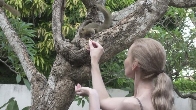 The young woman feeds with nuts common treeshrew in a tropical garden