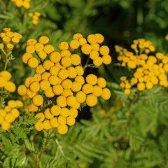 Blühender Rainfarn, Tanacetum vulgare