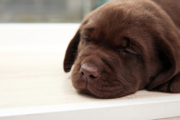 Chocolate Labrador Retriever puppy sleeping on window sill
