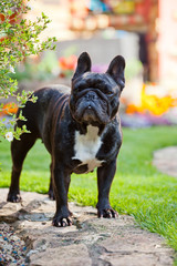 Black French Bulldog Garden 