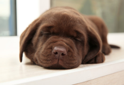 Chocolate Labrador Retriever puppy sleeping on window sill