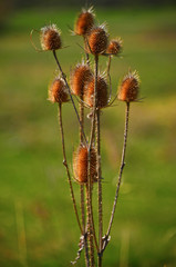 Thistle in the sunset on a green background