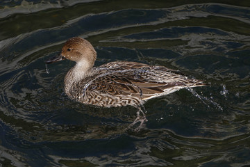 Canard faisant sa toilette