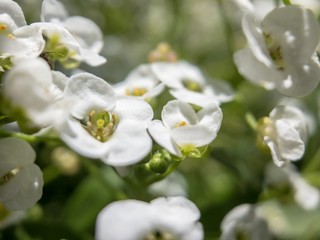 White Allysum flowers on a sunny summer day