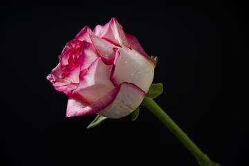Pink and white rose on black background