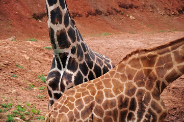 bodies of giraffes in different brown shades