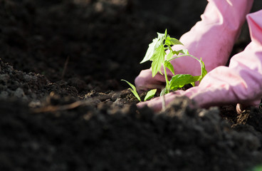 woman planting seedlings in spring - organic healthy food