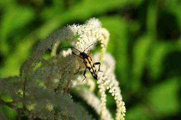 spotted longhorn on meadowsweet flower