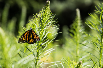 monarch butterfly