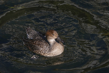 Canard faisant sa toilette
