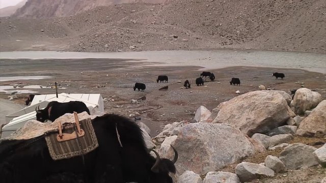 Zoom-Out: Yaks at Everest Base Camp