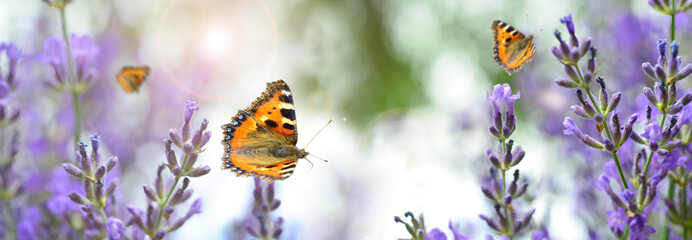 Lavendel mit Schmetterlingen