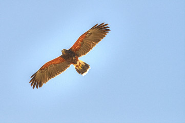 Harris Hawk in flight No.121