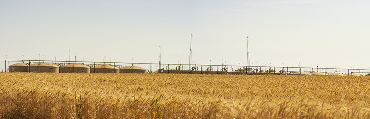 Wheat in the Wind