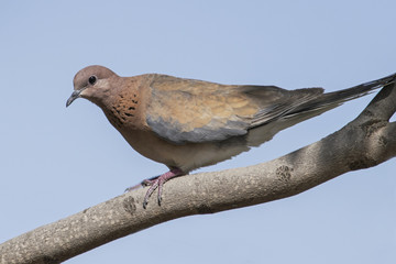 beautiful laughing dove perched in a jacaranda tree with a clear blue sky background