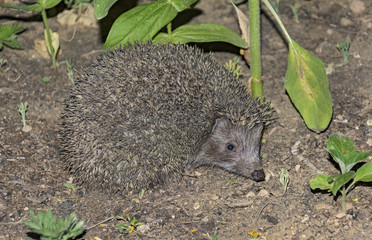 a common eastern european hedgehog in a garden in Arad, Israel