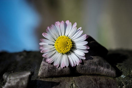 G&auml;nseblume