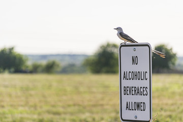 No Alcoholic Beverages Allowed
