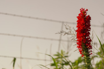 Red Standing Flower