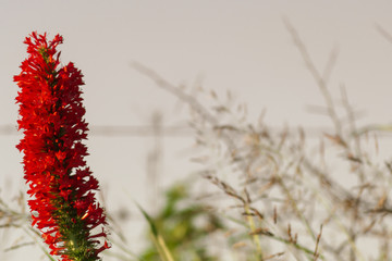 Red Standing Flower