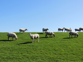 Naklejka na ściany i meble Herd of sheep grazing on the slope