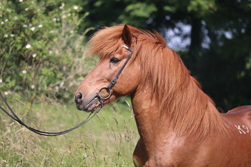 Obraz premium Isländer Hengst