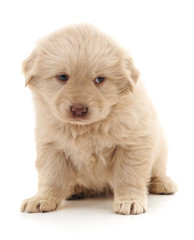Obraz premium White nice puppy.