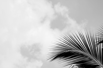 palm coconut leaves on sky in the summer - monochrome