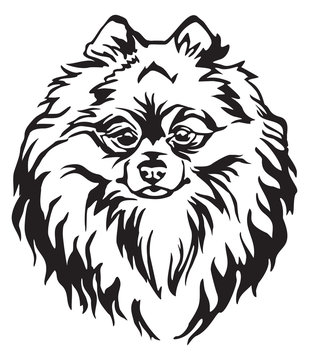 Decorative portrait of Dog Pomeranian Spitz vector illustration