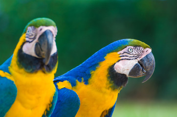 Beautiful Blue-and-yellow Macaw (Ara ararauna) in the Brazilian wetland.
