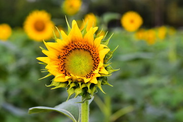 sunflower 1