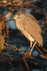 juvenile Yellow-cronwed Night-Heron