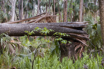 Storm Broken oak tree in florida swamps