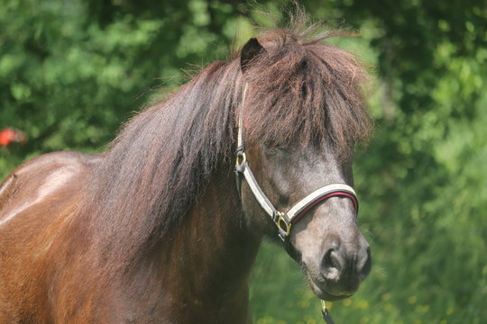 Isl&auml;nder Rappe