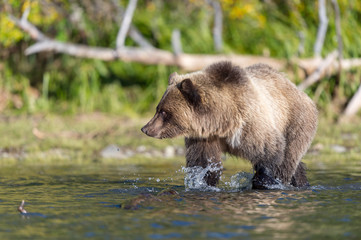 Grizzly bear waden in river
