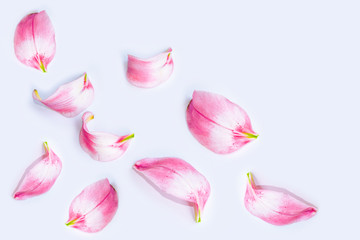 Bright colorful lily flowers. Floral background.