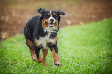 Berner Sennenhund