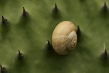 Caracol puas