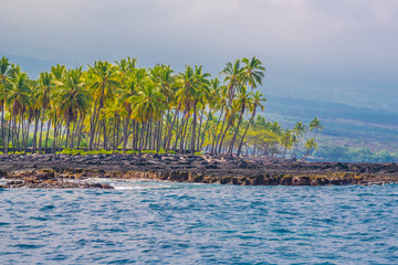 Palm trees on the coastline