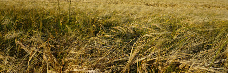 Fototapeta premium weizen