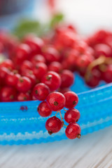 Freshly Picked Red Currants Ready to Eat