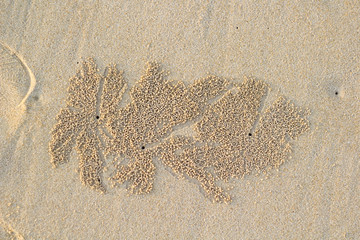 Crabs holes on beach sand - home of a Ghost crab, Sand bubbler crab.