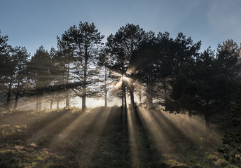 sun, fog and horses on the mountain!