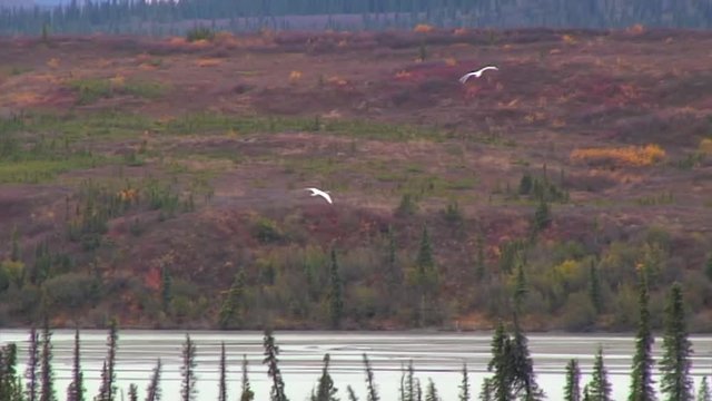 Middle Range Shot Of Two Geese Flying Above Tundra