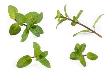 Spearmint leaves and parts of a branch