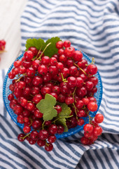 Freshly Picked Red Currants Ready to Eat