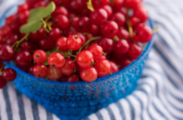 Freshly Picked Red Currants Ready to Eat