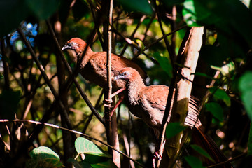 Pássaros da Amazônia / Birds drom Amazonia